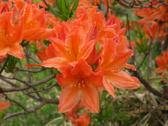 Rhododendron molle japonicum