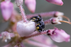 Hylaeus basalis