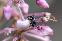 Hylaeus basalis