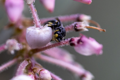Hylaeus basalis