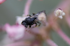 Hylaeus basalis