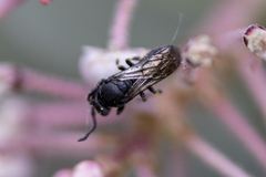 Hylaeus basalis
