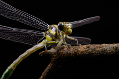 Megalogomphus sommeri