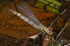 Megalogomphus sommeri