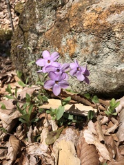 Phlox stolonifera