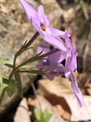 Phlox stolonifera