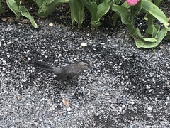 Dumetella carolinensis