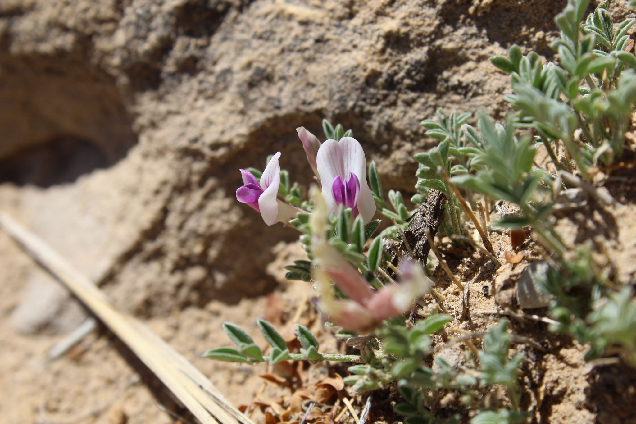 Astragalus naturitensis