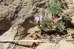 Astragalus naturitensis