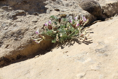 Astragalus naturitensis