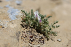 Astragalus naturitensis