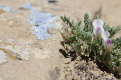 Astragalus naturitensis