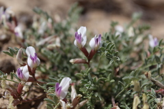 Astragalus naturitensis