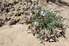 Astragalus naturitensis
