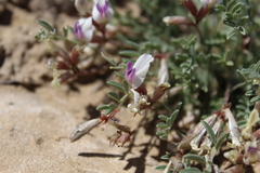 Astragalus naturitensis