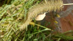 Insecta