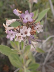 Eriodictyon crassifolium