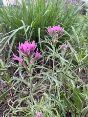 Castilleja purpurea