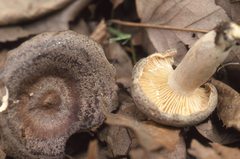 Lactarius circellatus