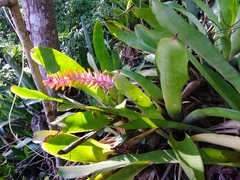 Aechmea kertesziae