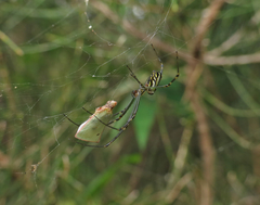 Colgaroides acuminata