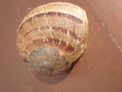Cornu aspersum