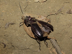 Sphaenognathus bellicosus