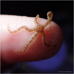 Ophiothrix spiculata