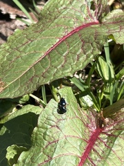 Gastrophysa atrocyanea