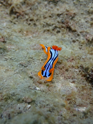 Photo of Magnificent chromodoris (Chromodoris magnifica)