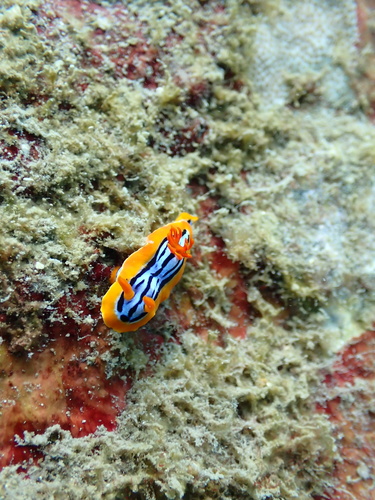 Photo of Magnificent chromodoris (Chromodoris magnifica)