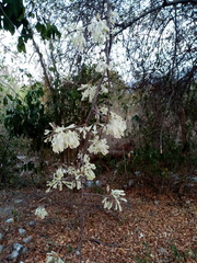 Podopterus mexicanus