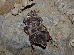 Sphaenognathus bellicosus