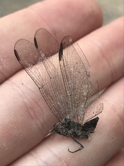 Erythrodiplax berenice