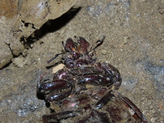 Sphaenognathus bellicosus