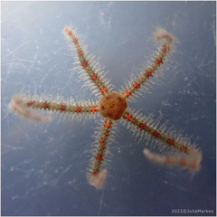 Ophiothrix spiculata