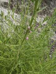 Sairocarpus multiflorus