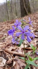 Phlox divaricata laphamii