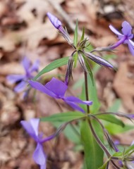 Phlox divaricata laphamii