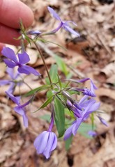 Phlox divaricata laphamii
