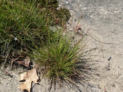 Juncus georgianus