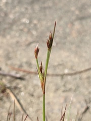 Juncus georgianus