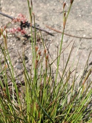 Juncus georgianus