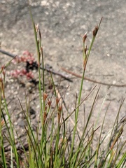 Juncus georgianus