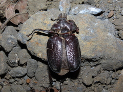 Sphaenognathus bellicosus