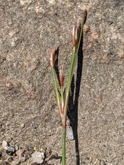 Juncus georgianus
