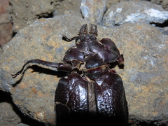 Sphaenognathus bellicosus