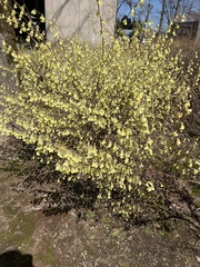 Corylopsis