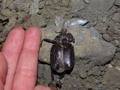 Sphaenognathus bellicosus