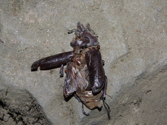 Sphaenognathus bellicosus